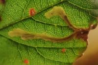 Coptotriche marginea
