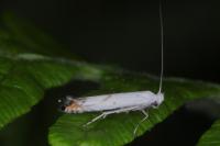 Lyonetia prunifoliella
