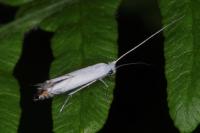 Lyonetia prunifoliella