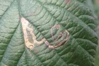 Stigmella aurella