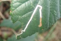 Stigmella aurella