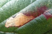 Ectoedemia erythrogenella