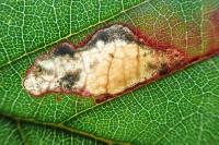 Ectoedemia erythrogenella