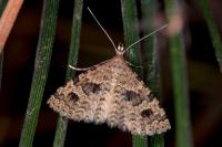 Alucita hexadactyla