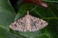 Alucita hexadactyla