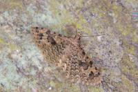 Alucita hexadactyla