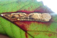 Ectoedemia erythrogenella