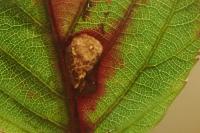 Ectoedemia erythrogenella