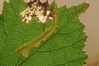 Coptotriche marginea