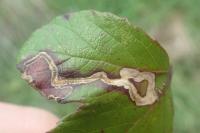 Stigmella aurella