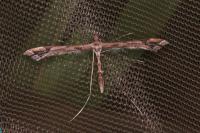 Amblyptilia acanthadactyla