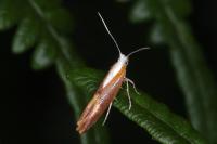 Argyresthia albistria
