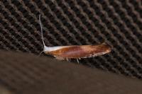 Argyresthia albistria