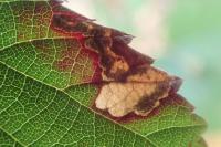 Ectoedemia erythrogenella