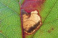 Ectoedemia erythrogenella