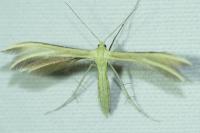 Merrifieldia tridactyla