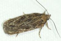 Depressaria daucella