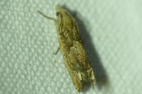 Eucosma conterminana