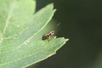 Micropterix aruncella