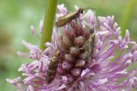 Micropterix aruncella