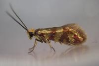 Micropterix tunbergella