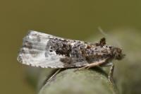 Hedya nubiferana