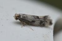 Lichenotinea pustulatella