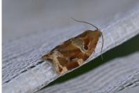 Archips xylosteana