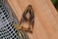 Archips podana