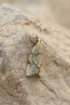 Agapeta hamana