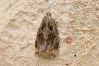 Archips crataegana