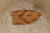 Clepsis consimilana