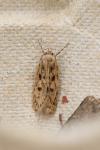 Hofmannophila pseudospretella