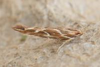 Pyroderces argyrogrammos