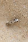 Paraswammerdamia albicapitella