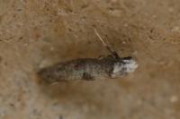 Paraswammerdamia albicapitella