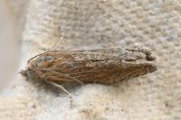 Eucosma gr. cana