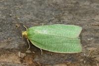 Tortrix viridana