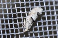 Epinotia bilunana