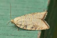 Aleimma loeflingiana