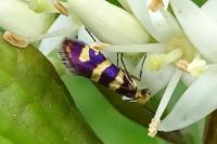 Micropterix allionella