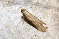 Metzneria