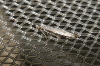 Lyonetia