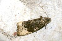 Hedya ochroleucana