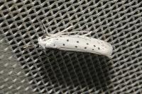Yponomeuta