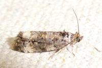 Endothenia gr. gentianaeana