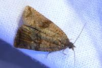 Celypha striana