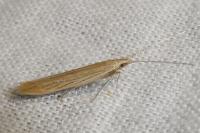 Coleophora