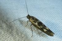 Scythris limbella