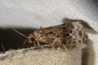 Apotomis capreana